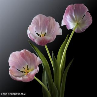 超高清淡粉鲜花图片 超高清淡粉鲜花图片