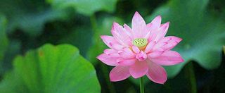 夏天荷花荷花池荷叶，处暑小暑大暑夏至立夏摄影图