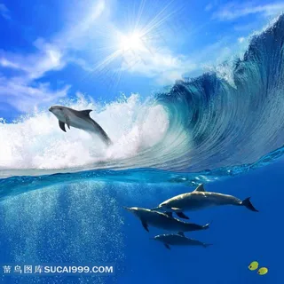 海洋生物翻浪的海豚 海洋生物翻浪的海豚