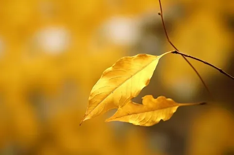 秋天落叶秋叶黄色背景