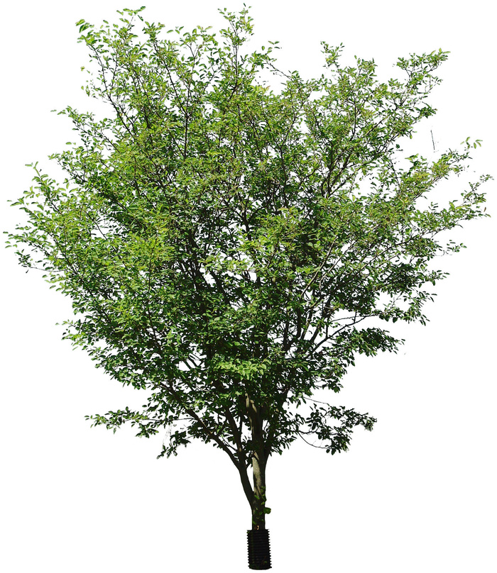 高清树木素材 免抠PSD植物素材 美术绘画园林贴图 树草灌木花草