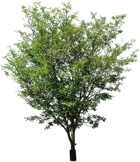 高清树木素材 免抠PSD植物素材 美术绘画园林贴图 树草灌木花草 高清树木素材 免抠PSD植物素材 美术绘画园林贴图 树草灌木花草