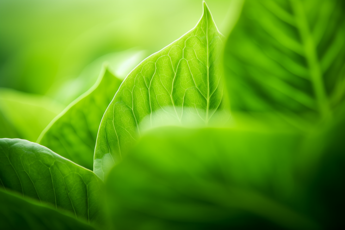 春夏绿叶植物摄影图