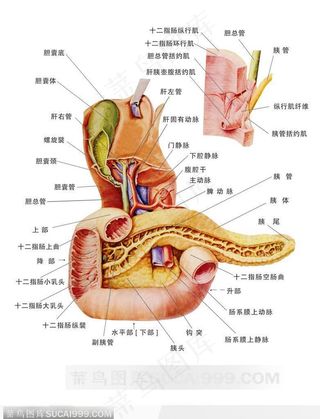 人体解剖--胆道,十二指肠和胰