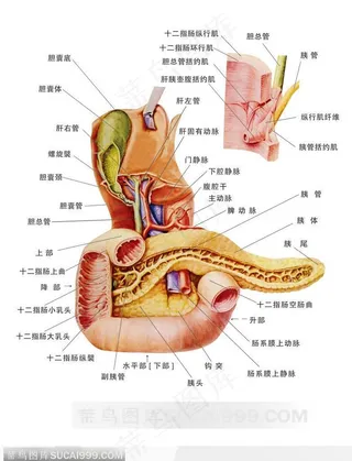 人体解剖--胆道,十二指肠和胰
