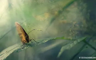 飞蛾树叶风景画昆虫图片