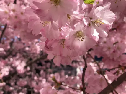 粉色浪漫樱花图片 粉色浪漫樱花图片