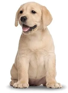 拉布拉多犬 PNG免抠(232x317)