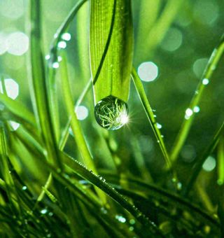 春天草地绿叶上的露珠，惊蛰雨水谷雨摄影图