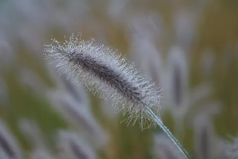 清晨狗尾巴草图片 清晨狗尾巴草图片