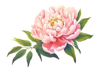 牡丹花粉色插画免抠