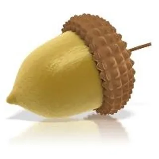 橡子 PNG 图像免抠