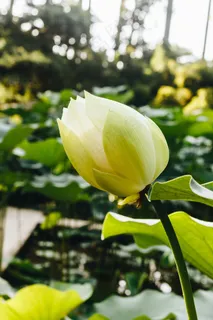 含苞待放白色荷花图片 含苞待放白色荷花图片