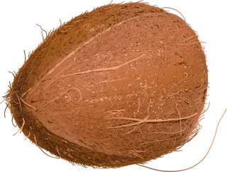 椰子免抠素材 (16)