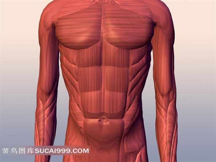 男性肌肉透视图素材