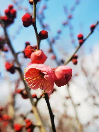  寒冬里蓝天下粉色腊梅绽放