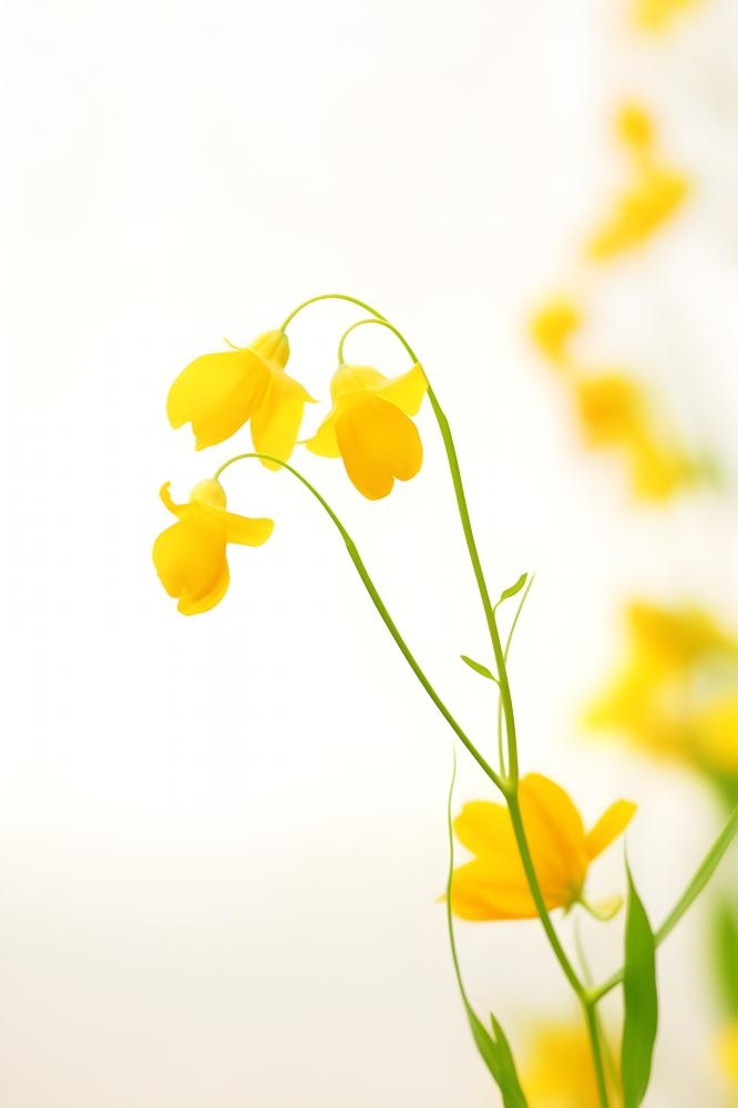花朵黄色简约背景(2400x3600)
