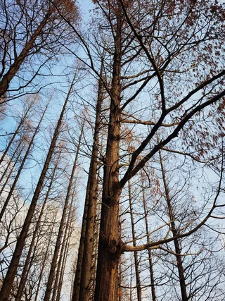仰拍寒冬里蓝天下金黄色水杉