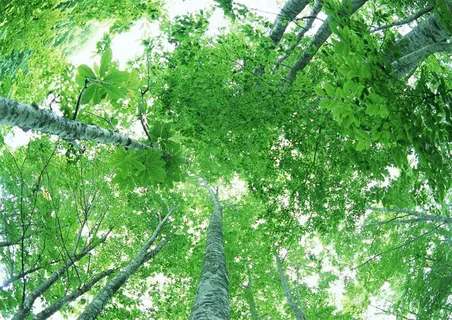 森林的树缝穿过的光仰视素材 森林的树缝穿过的光仰视素材