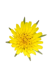 花朵|花卉|花瓣|向日葵|菊|百合|玫瑰|荷花|PNG|免扣元素