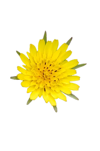 花朵|花卉|花瓣|向日葵|菊|百合|玫瑰|荷花|PNG|免扣元素