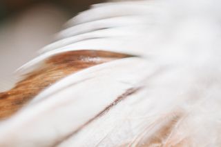 极简轻奢羽毛背景纹理简约高端底纹