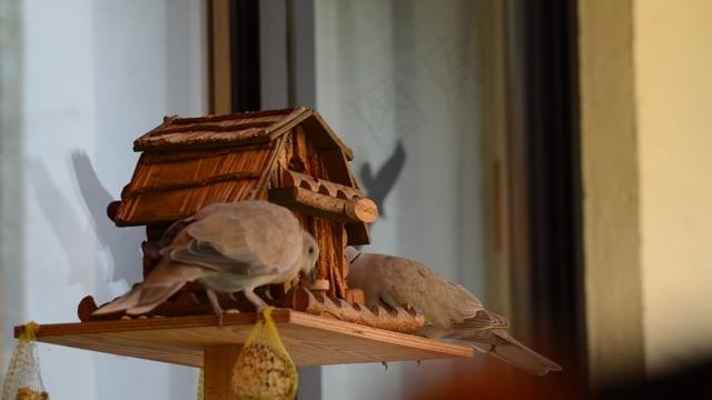 鸟巢, 鸽子, 鸟类, 羽毛, 飞行, 喂养, 喂食场所