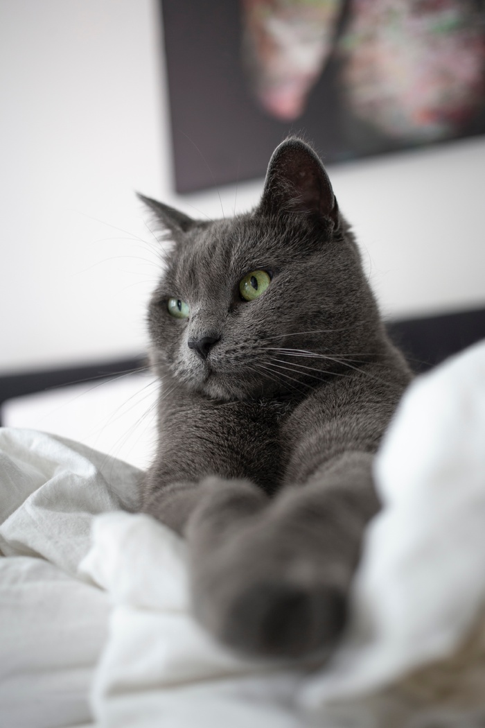 可爱猫咪猫猫摄影素材