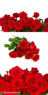 娇艳美丽的红玫瑰鲜花素材