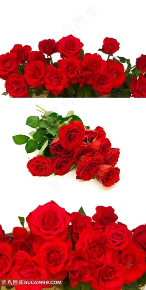 娇艳美丽的红玫瑰鲜花素材