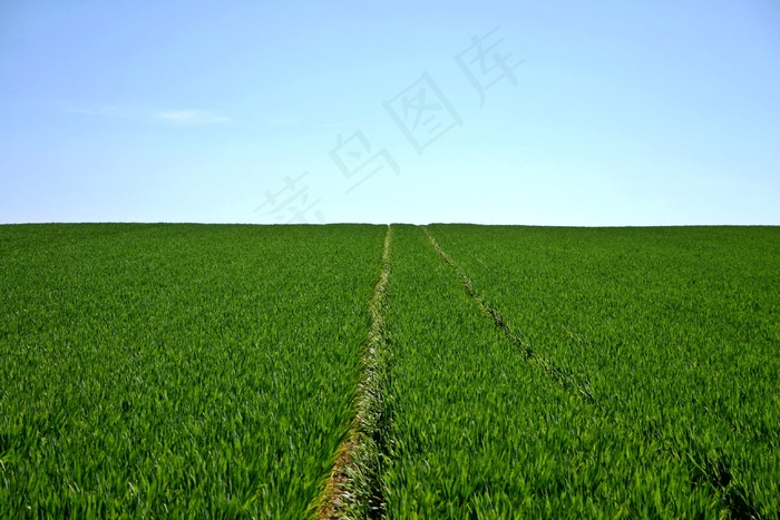 春天的麦田图片