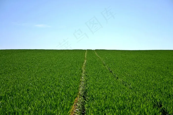 春天的麦田图片