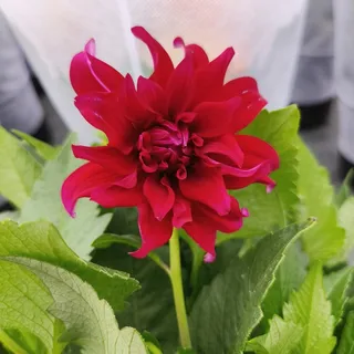 花卉绿植园艺大丽花红色2