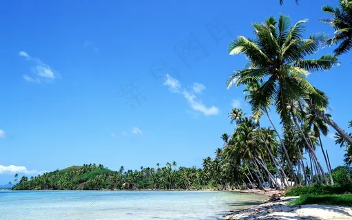 海边的树  海边的树
