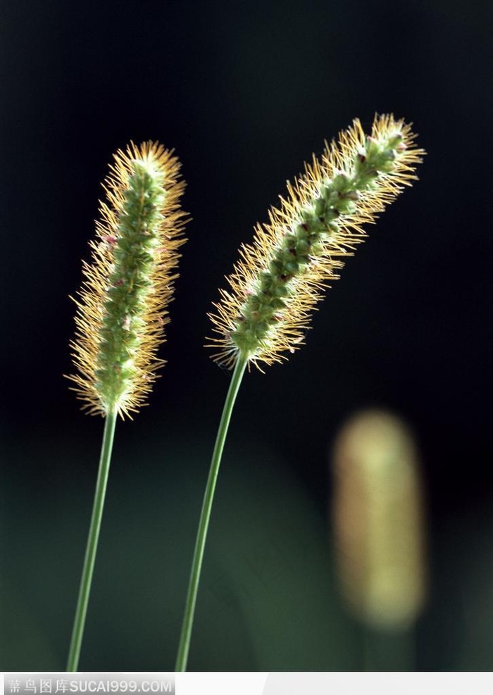 自然生物-漂亮的狗尾草