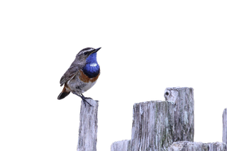 可爱的小鸟免抠素材