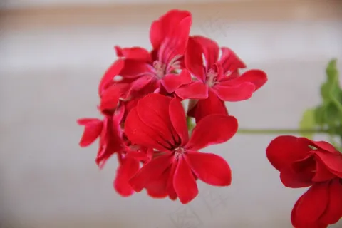 盛开红色鲜花图片 盛开红色鲜花图片