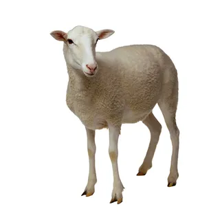 免抠绵羊实物摄影图片