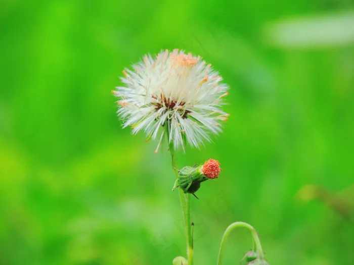 绿色背景蒲公英图片
