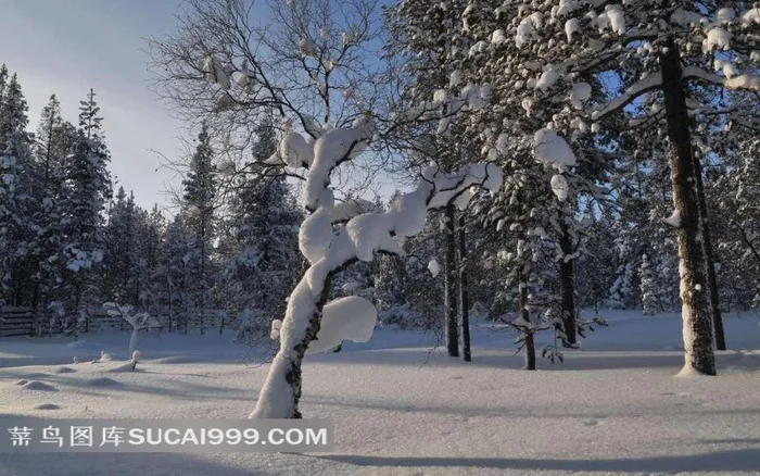 芬兰美丽雪景小树图片