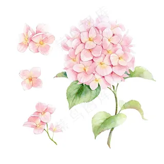 唯美花束水彩手绘插画