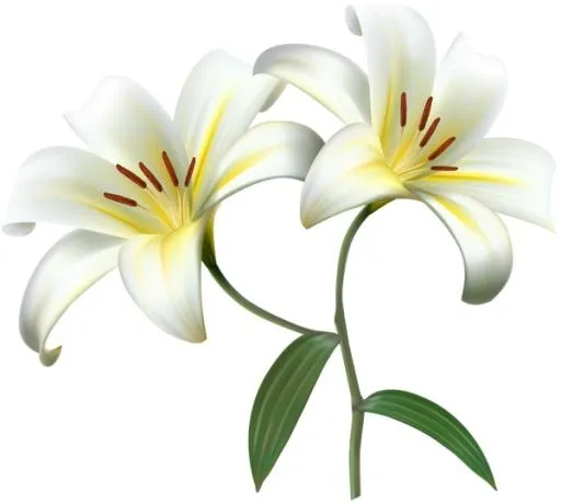 百合花免抠(600x539)