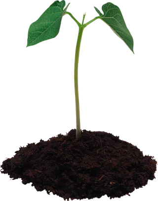 土地植物现代农业