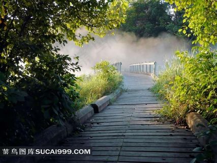 树林中乡间小路风景图片