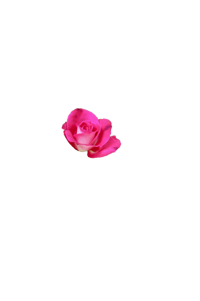 花朵|花卉|花瓣|向日葵|菊|百合|玫瑰|荷花|