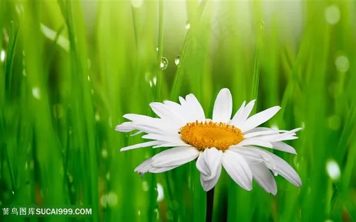 高清花草电视背景墙