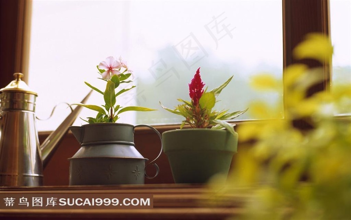 静物鲜花风光风景图片