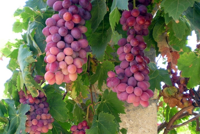 葡萄藤上成熟的果实1564