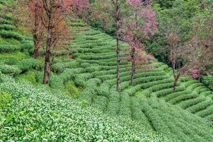 南涧无量山茶园