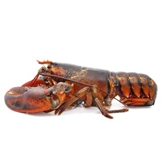 虾类(43)海鲜超市商品红酒白底图免抠实物摄影png格式图片透明底